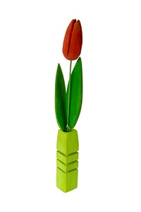 Red tulip in zielonym bottle
