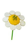 Rumian - kwiatek duy stojcy biay