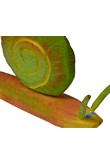 limak pomaraczowo-zielony wiszcy, Rzeba